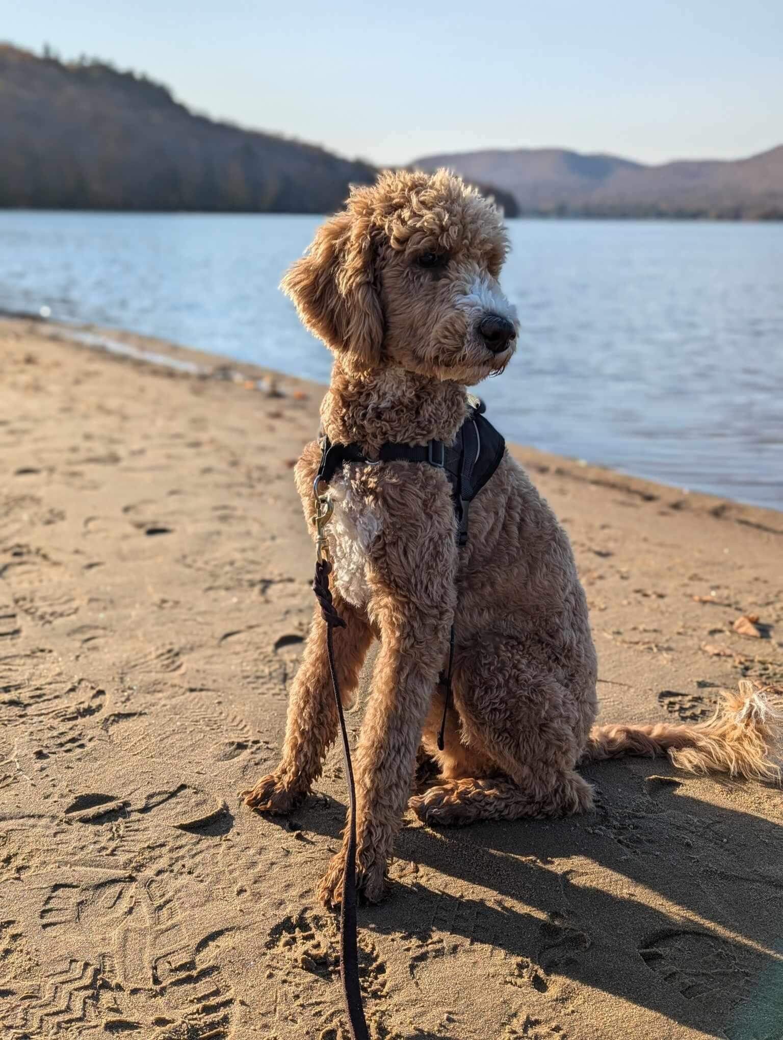 Caniche brun sur la plage